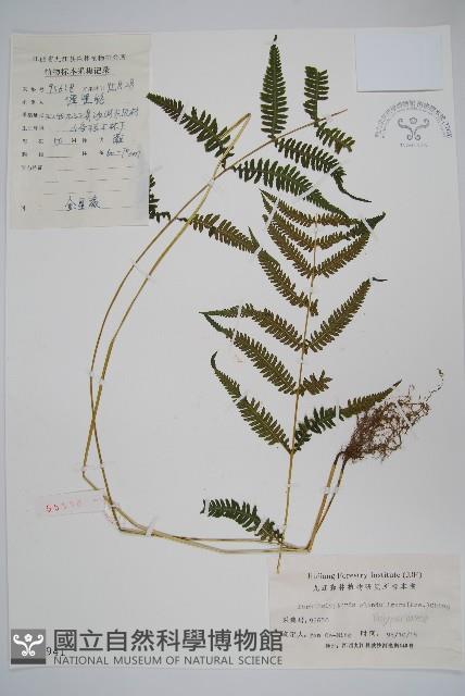 密腺副金星蕨藏品圖，第1張