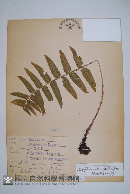 史氏鱗毛蕨藏品圖，第1張