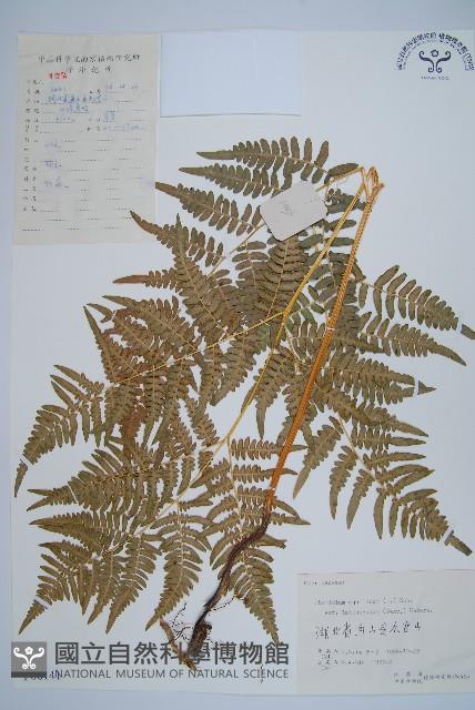 蕨藏品圖，第1張