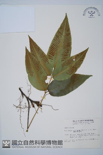 細柄雙蓋蕨藏品圖，第1張