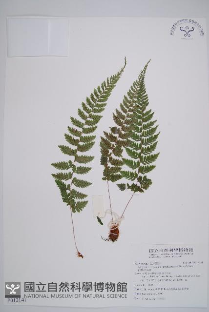 細裂蹄蓋蕨藏品圖，第1張