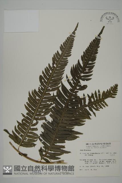 長柄牙蕨藏品圖，第1張
