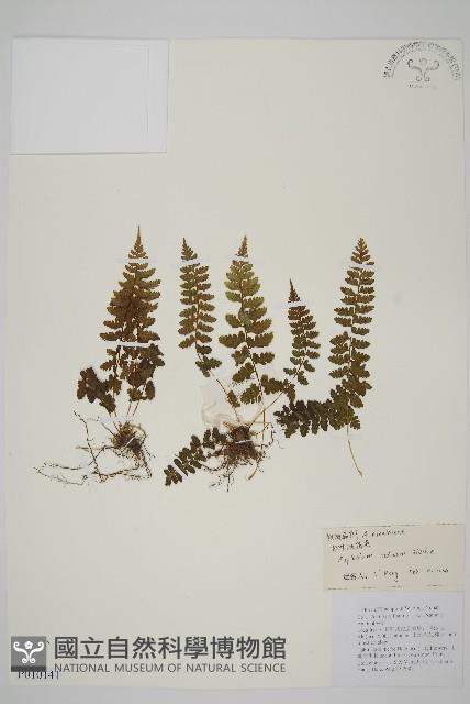 胎生鐵角蕨藏品圖，第1張
