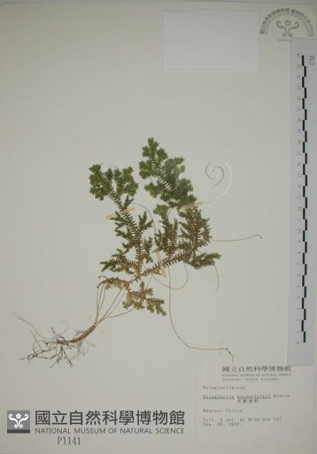 生根卷柏藏品圖，第1張