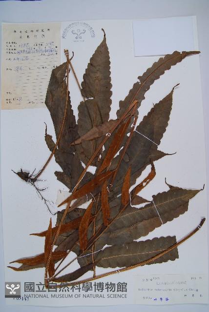 海南實蕨藏品圖，第1張