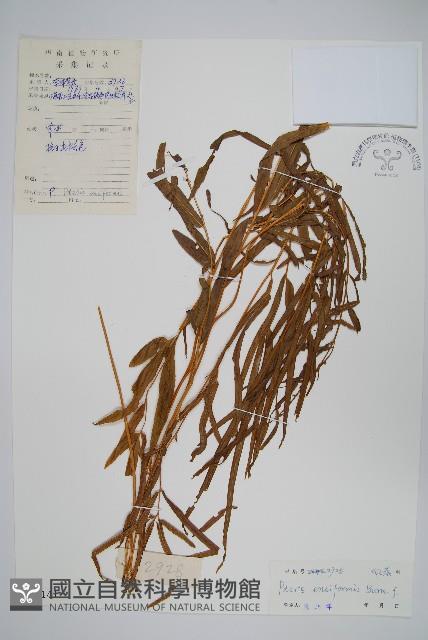 箭葉鳳尾蕨藏品圖，第1張