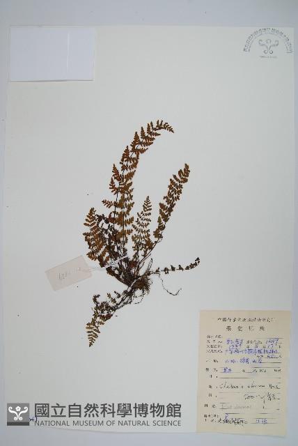 毛軸碎米蕨藏品圖，第1張