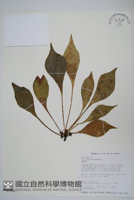 車前蕨藏品圖，第1張