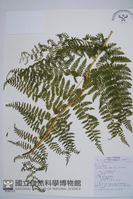 粗柄毛冷蕨藏品圖，第1張