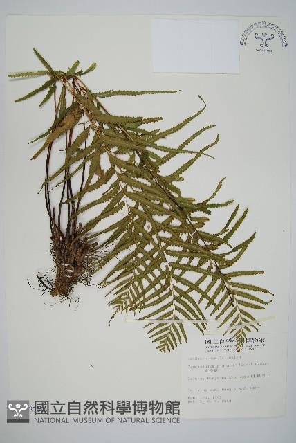 達邊蕨藏品圖，第1張
