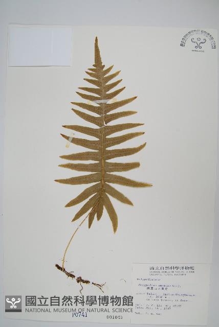 阿里山水龍骨藏品圖，第1張