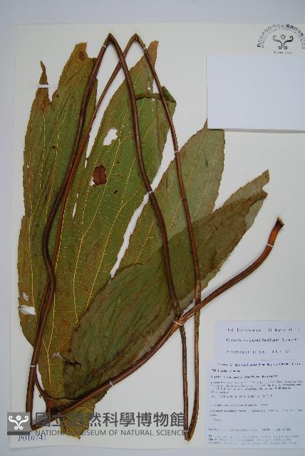 雙扇蕨藏品圖，第1張