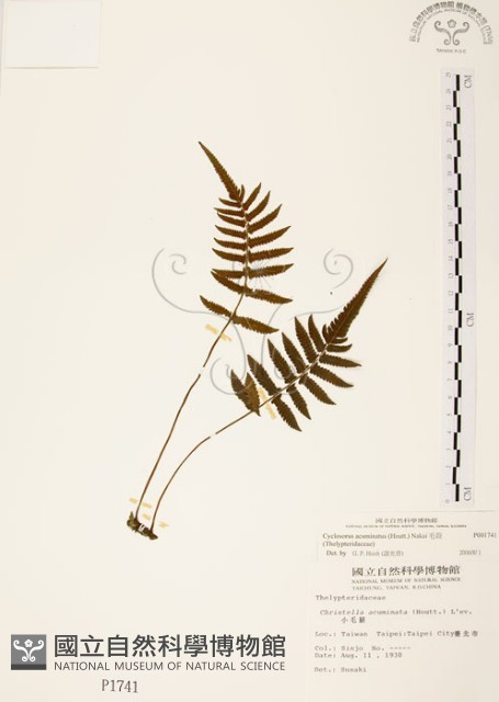 毛蕨藏品圖，第1張
