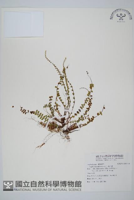 鐵角蕨藏品圖，第1張