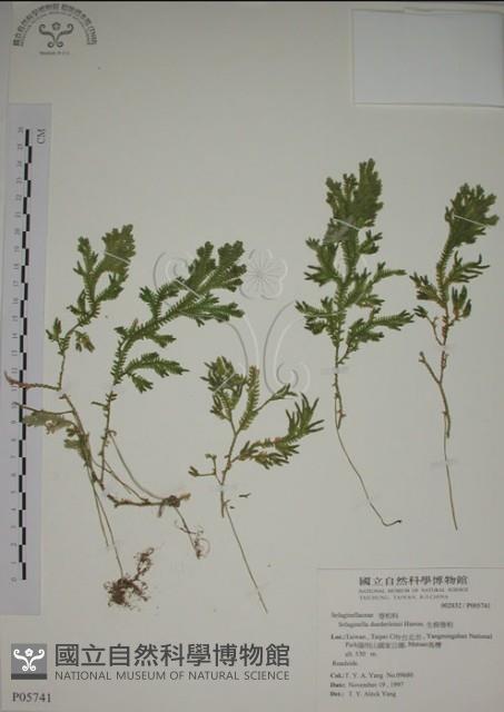 生根卷柏藏品圖，第1張