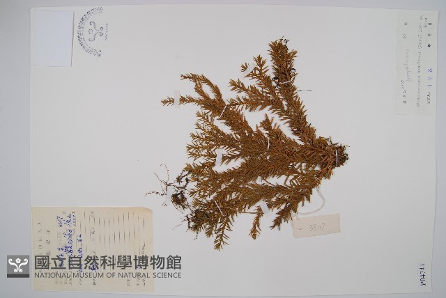 喜馬馬尾杉藏品圖，第1張