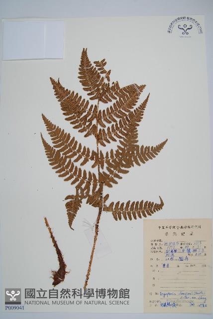 闊鱗鱗毛蕨藏品圖，第1張