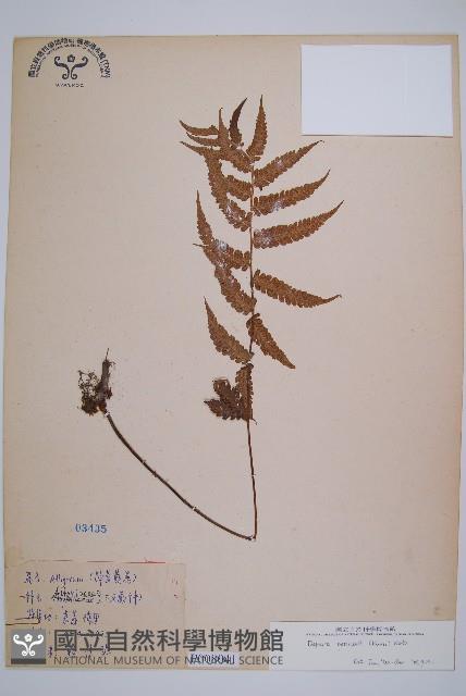 假蹄蓋蕨、東洋蹄蓋蕨藏品圖，第1張