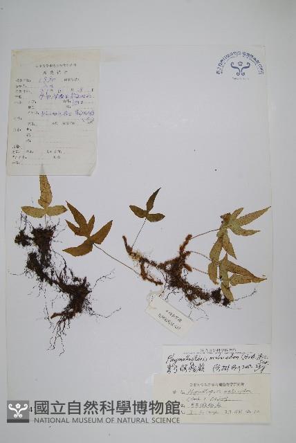 彎弓假瘤蕨藏品圖，第1張