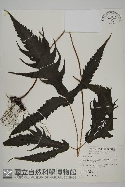 三叉蕨藏品圖，第1張