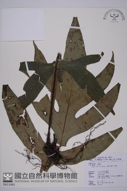 翅柄三叉蕨藏品圖，第1張