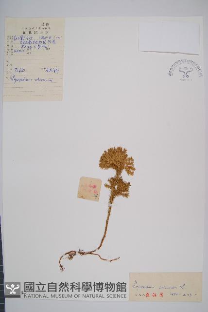 玉柏、玉柏石松藏品圖，第1張