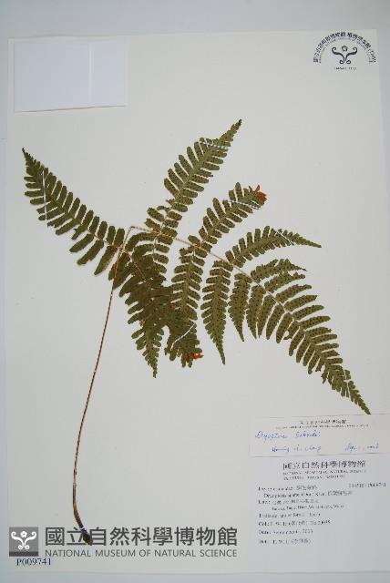疏葉鱗毛蕨藏品圖，第1張