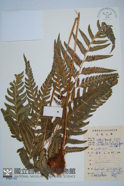 粗裂複葉耳蕨藏品圖，第1張