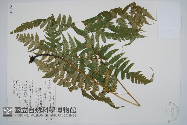 毛柄短腸蕨藏品圖，第1張