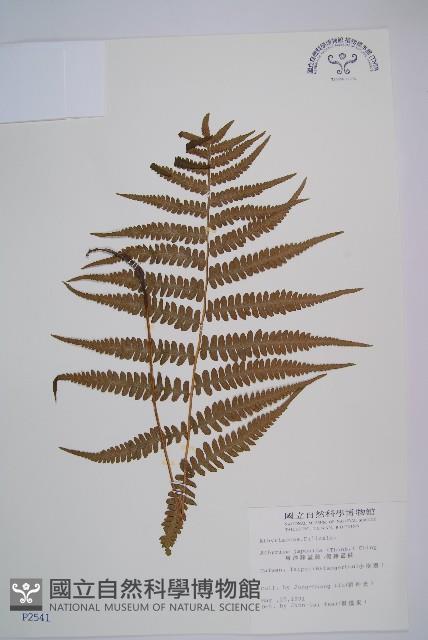東洋蹄蓋蕨、假蹄蓋蕨藏品圖，第1張