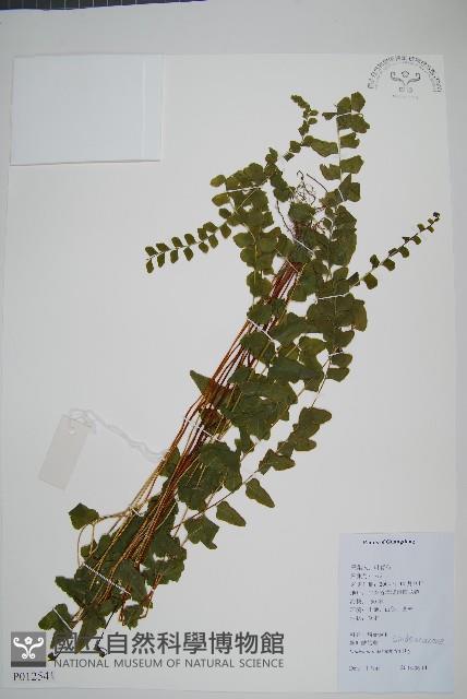 異葉鱗始蕨藏品圖，第1張