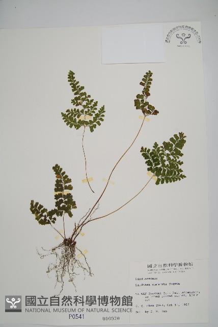 Accession Number:P000541 Collection Image, Figure 1, Total 2 Figures