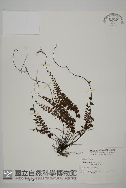 馬來鐵線蕨藏品圖，第1張