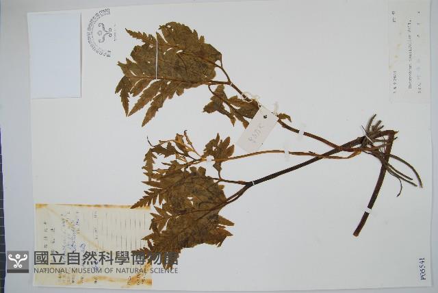 薄葉大陰地蕨藏品圖，第1張