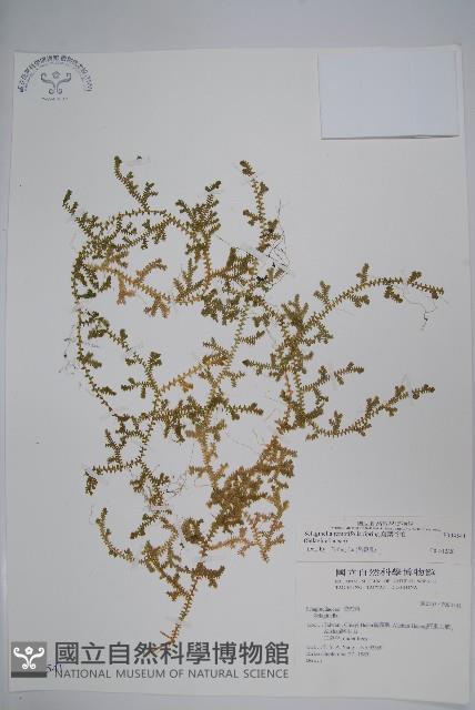 疏葉卷柏藏品圖，第1張