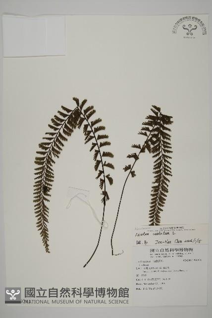 鞭葉鐵線蕨藏品圖，第1張