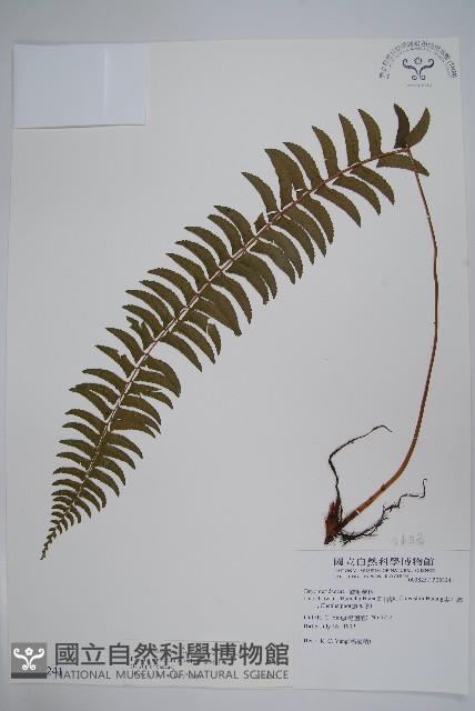 臺東耳蕨藏品圖，第1張