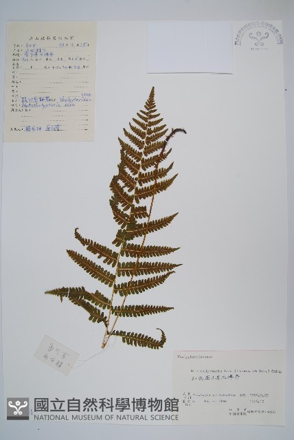 柔葉凸軸蕨藏品圖，第1張