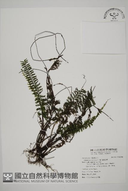 鞭葉鐵線蕨藏品圖，第1張