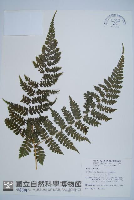 川上氏雙蓋蕨藏品圖，第1張