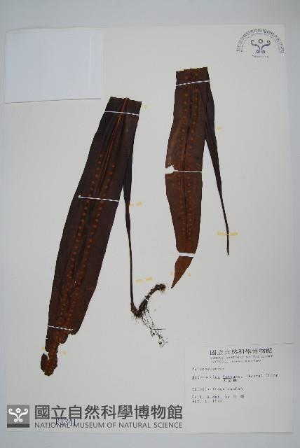 大星蕨藏品圖，第1張