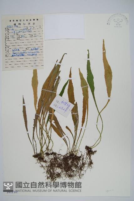 華北石葦藏品圖，第1張