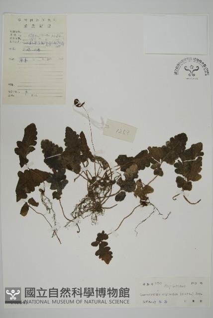 地耳蕨藏品圖，第1張