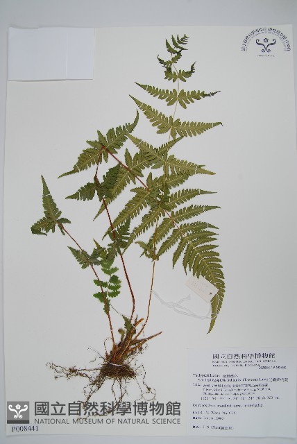 光囊紫柄蕨藏品圖，第1張