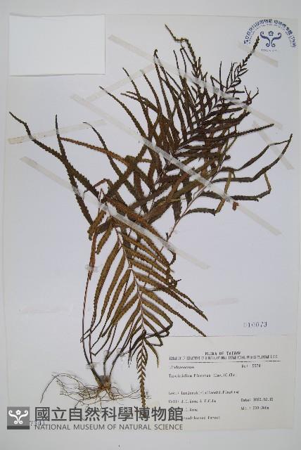 達邊蕨藏品圖，第1張