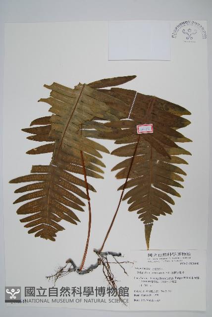 Accession Number:P006641 Collection Image, Figure 1, Total 2 Figures