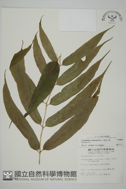 華鳳丫蕨藏品圖，第1張