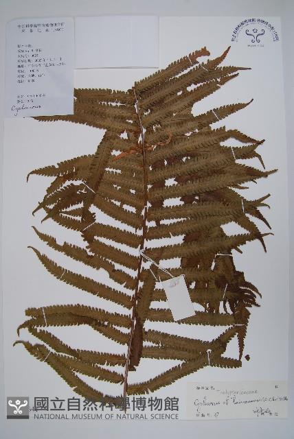 台灣毛蕨、台灣圓腺蕨藏品圖，第1張
