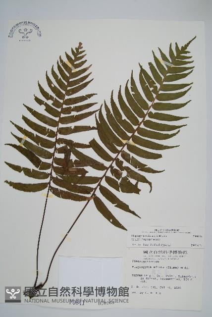 瘤足蕨藏品圖，第1張