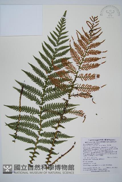 假桫欏藏品圖，第2張